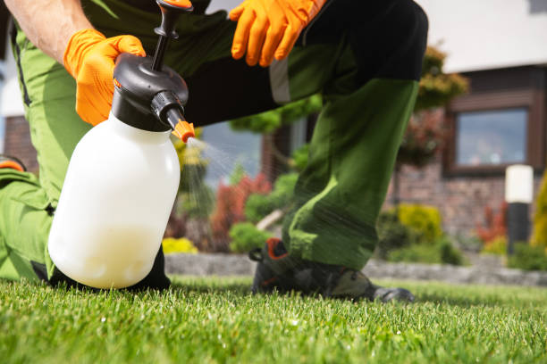 Wasp Removal Services in Benson, MN