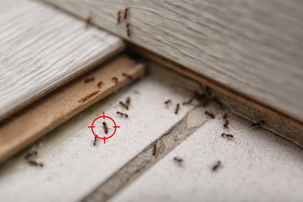 Best Affordable Pest Control Services  in Benson, MN