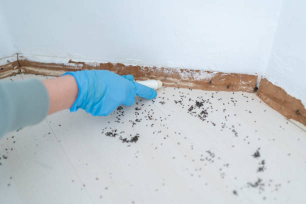Best Pest Removal Services  in Benson, MN